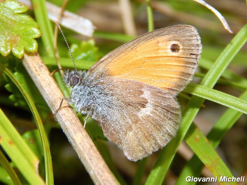 Parco del ticino : incontri del 23/8/14